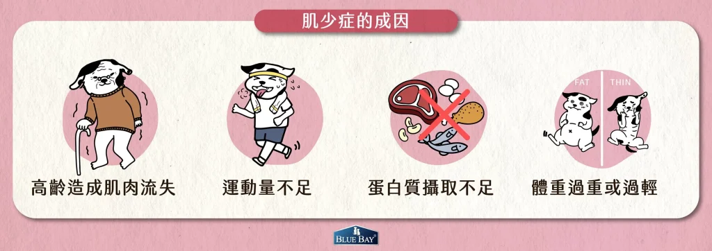 《不是只有高齡毛孩要留意》