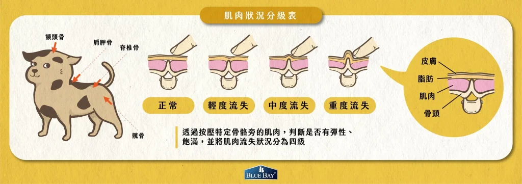 《你應該先學會判斷寶貝的肌肉狀況》