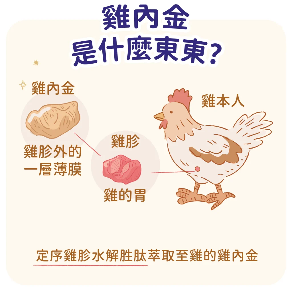 【一起看看雞內金在哪】