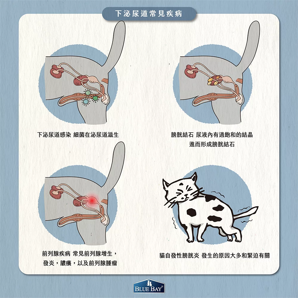 【下泌尿道常見疾病及治療】