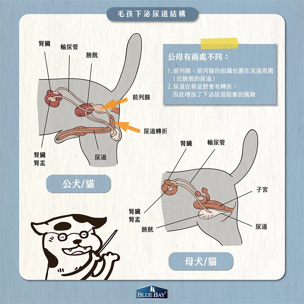 【下泌尿道結構】
