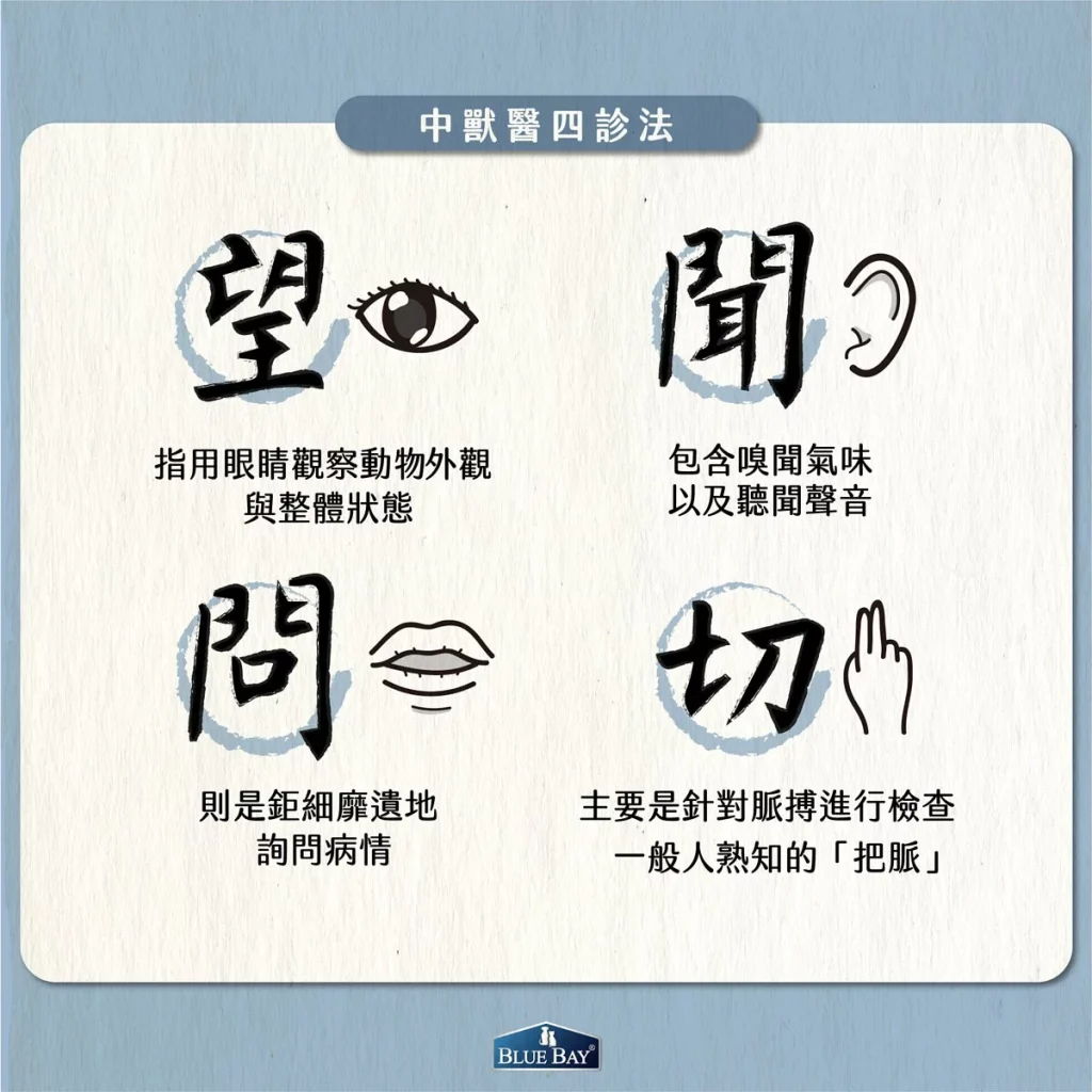 【中獸醫診斷方式簡介】