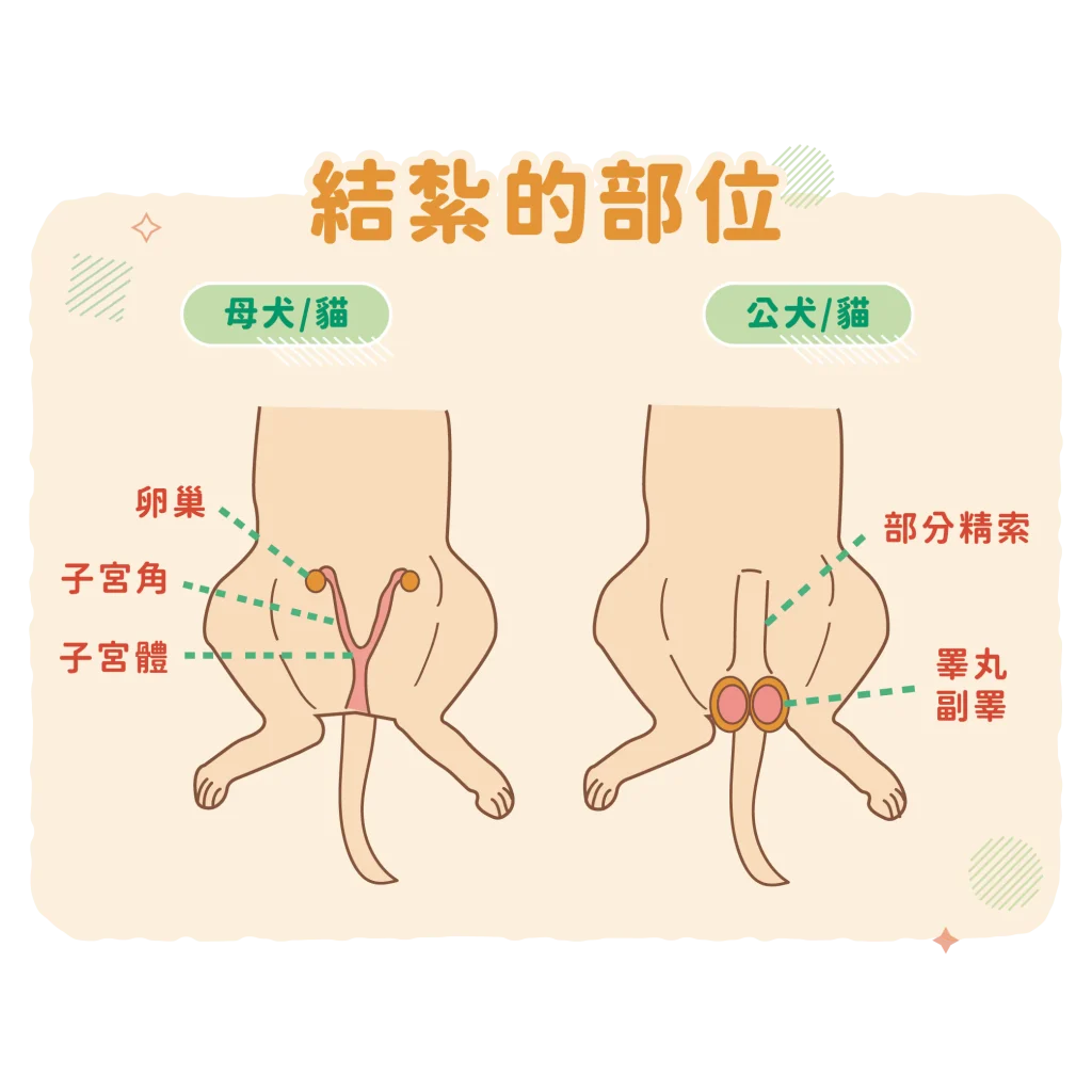 【什麼是結紮呢？】