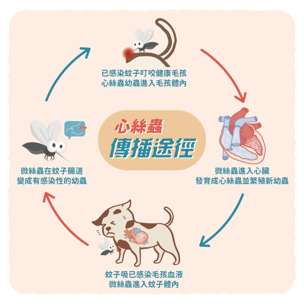 【心絲蟲的傳染方式】