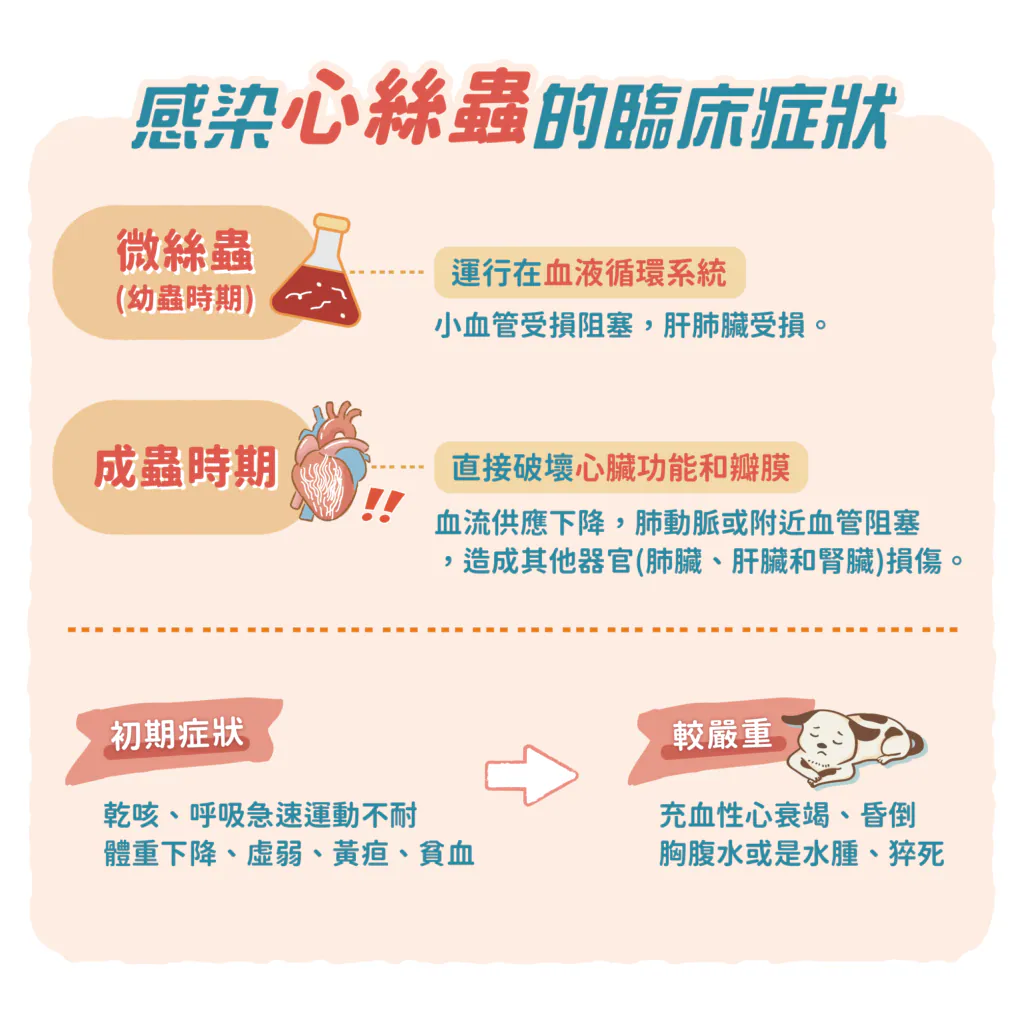 【心絲蟲的臨床症狀】