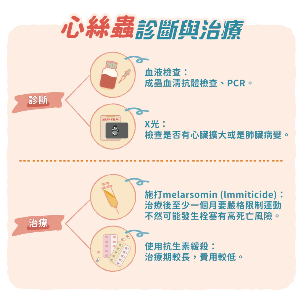 【心絲蟲的診斷與治療】