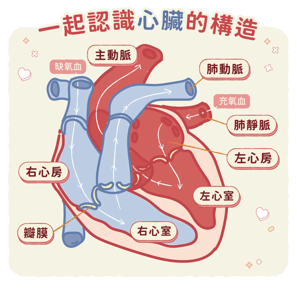 【心臟的功能與構造】