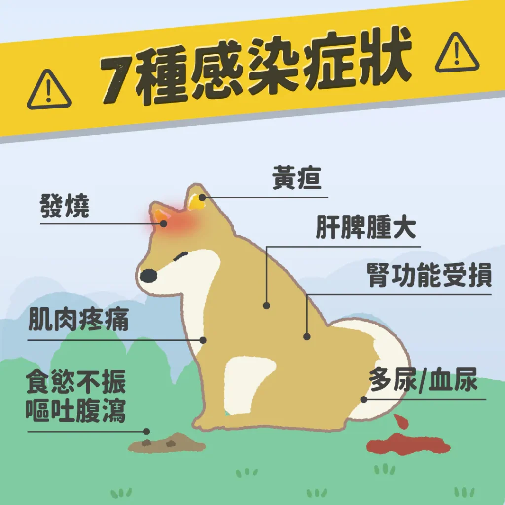 【感染鉤端螺旋體的症狀】