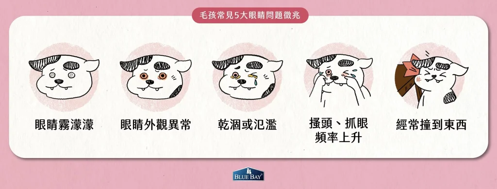 【毛孩常見5大眼睛問題徵兆】