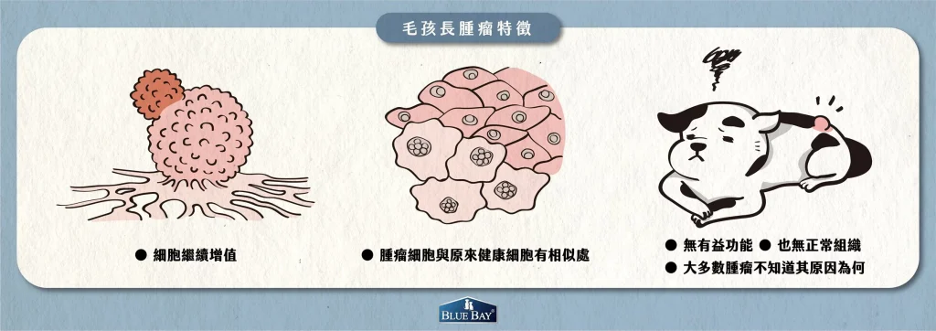 【狗貓也會長腫瘤?如何分辨良性與惡性腫瘤?】