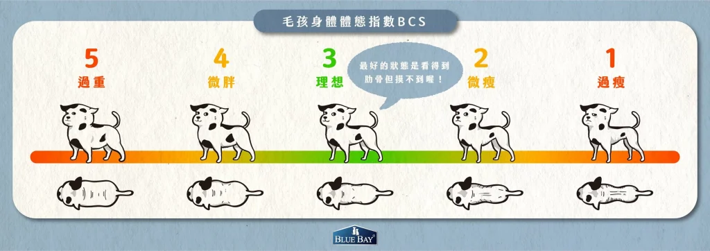 【癌症動物的營養照護】