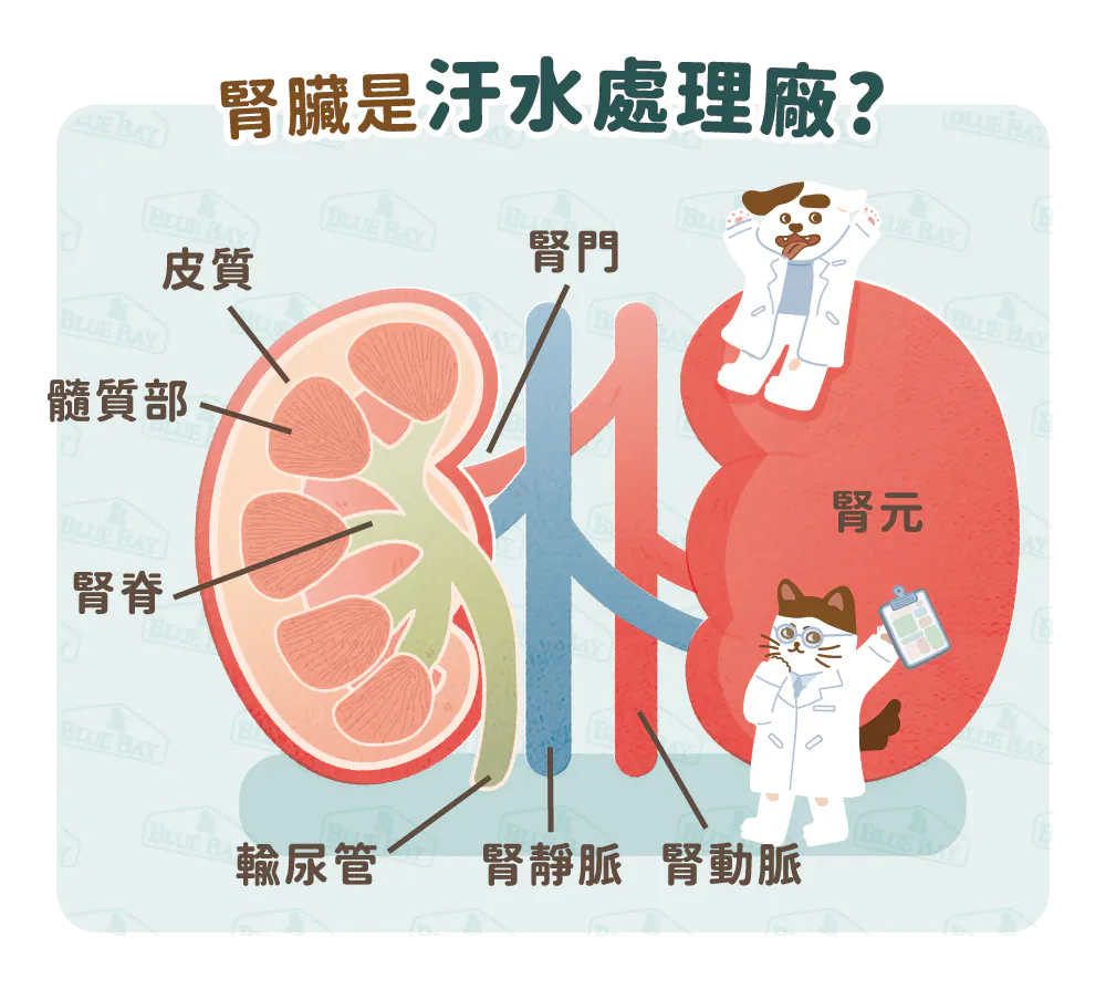 【腎臟的結構和功能】