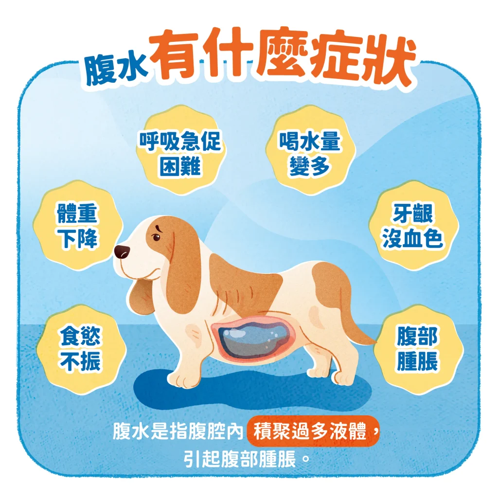 【腹水的症狀】