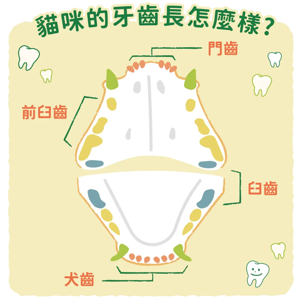 【貓咪的牙齒長怎麼樣?】