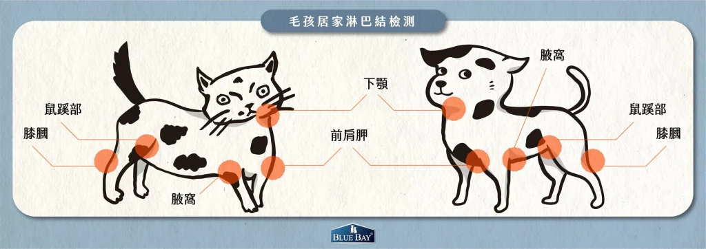 【貓與狗常見的三大癌症種類】