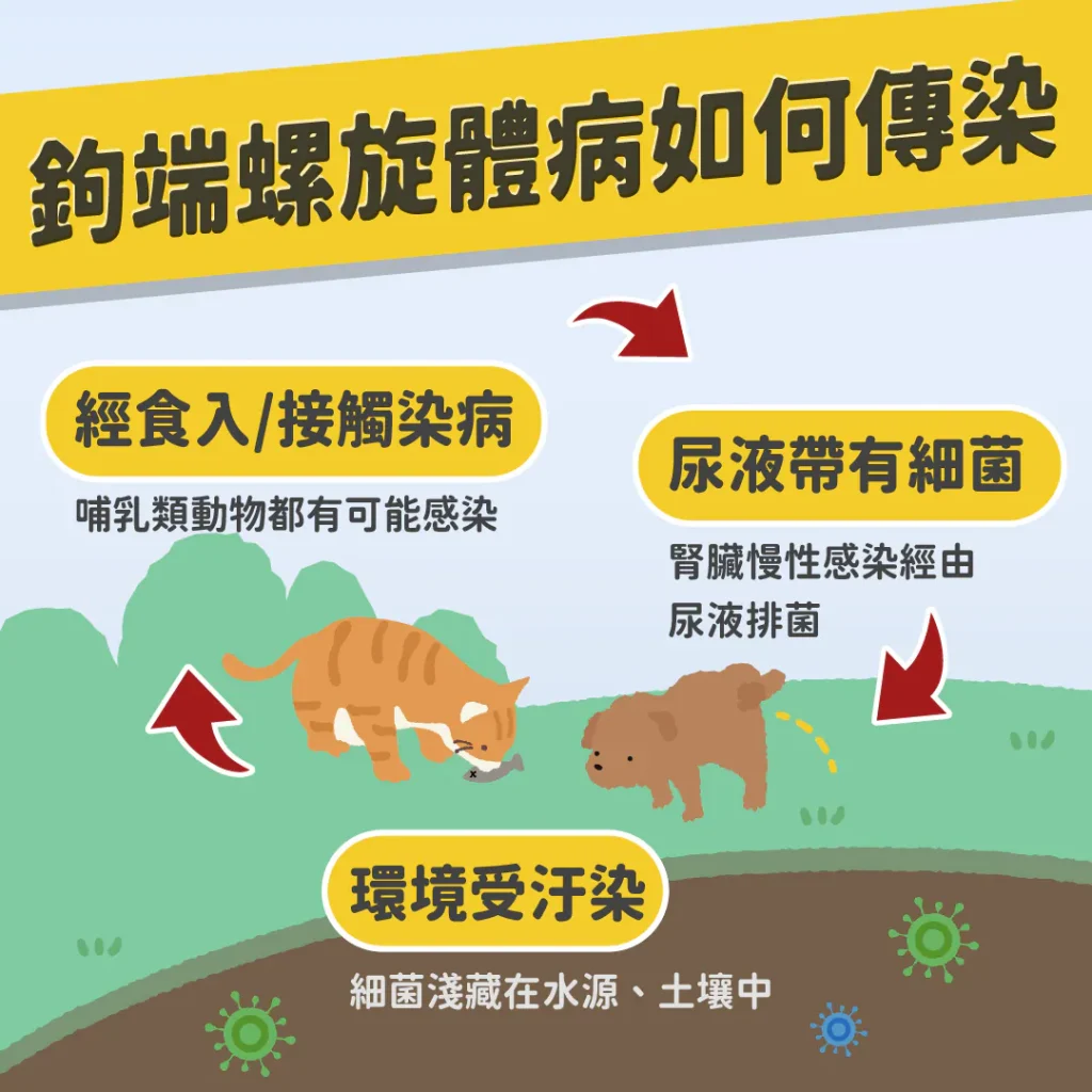 【鉤端螺旋體病如何傳染】