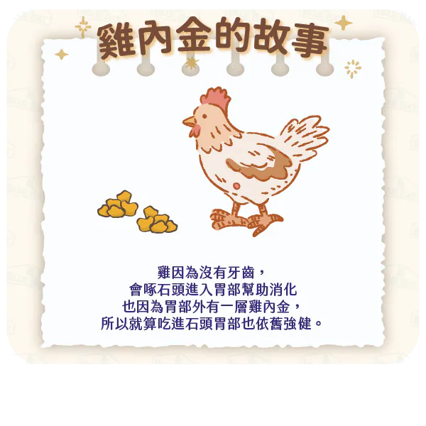【雞沒有牙齒，要怎麼消化食物呢？】