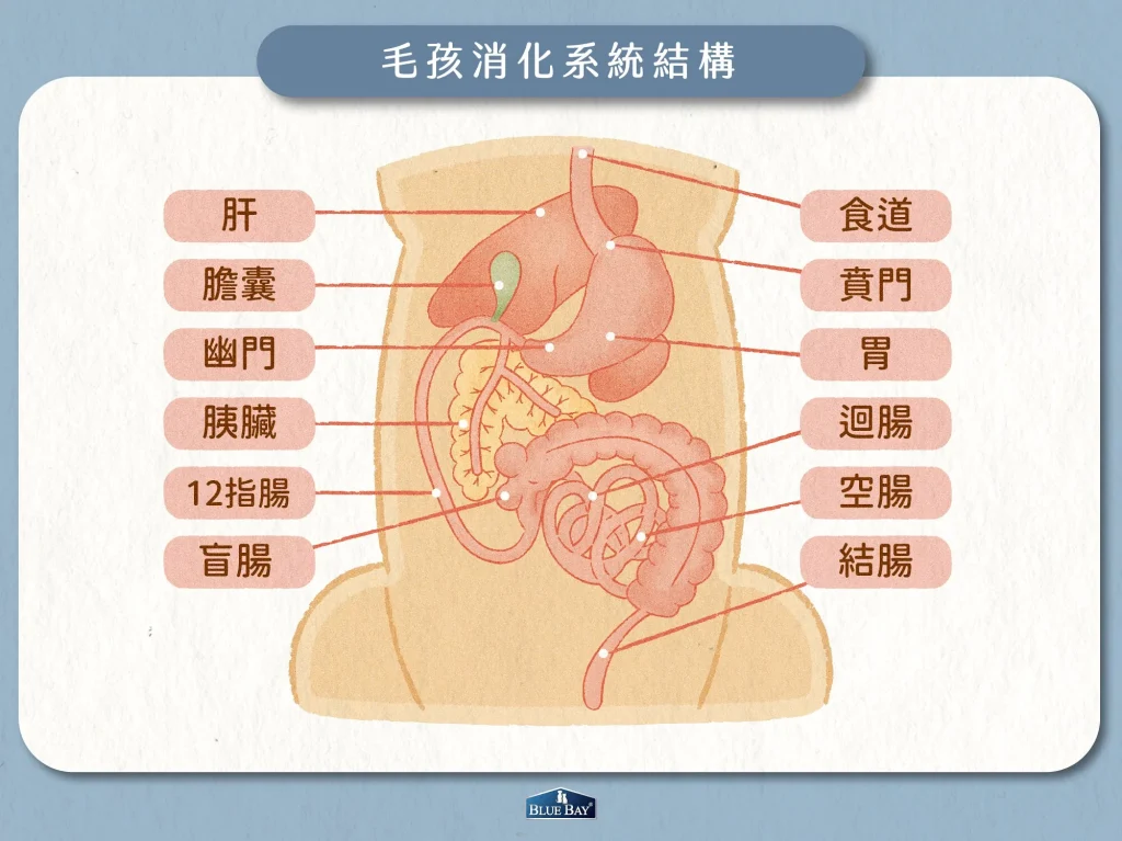 〖毛孩消化道結構介紹〗