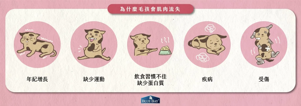 但你知道肌肉無法儲存嗎？