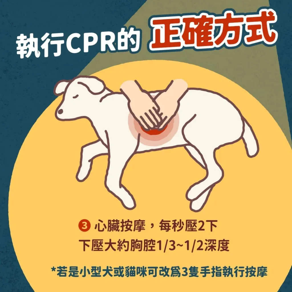 毛孩的CPR步驟-心臟按摩