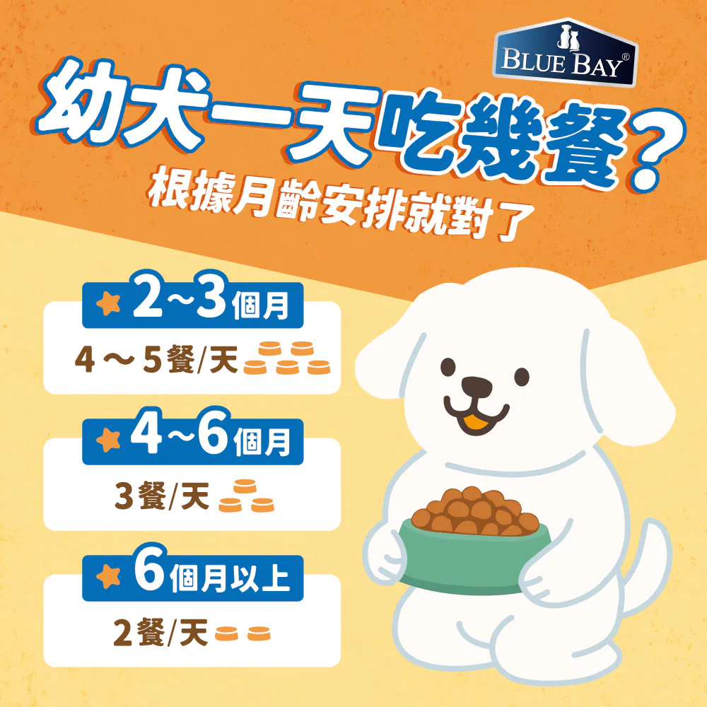 幼犬一天吃幾餐？根據月齡來安排就對了