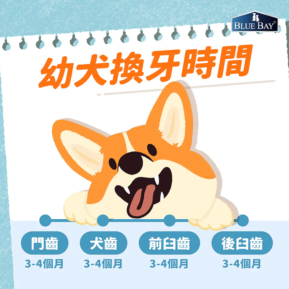 狗狗換牙期