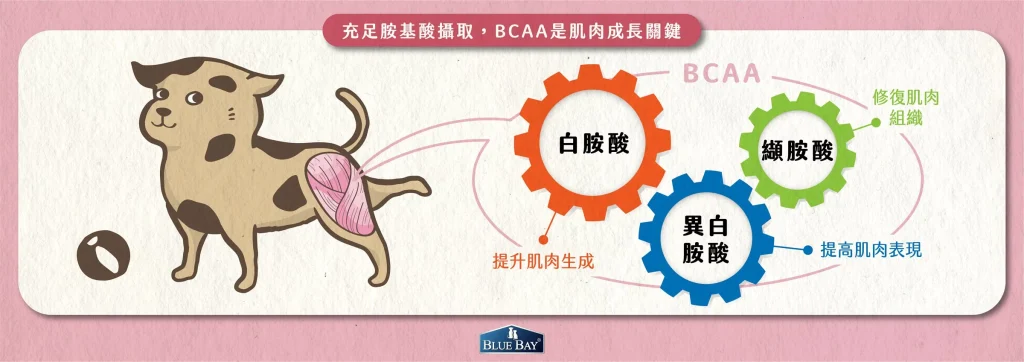 建構肌肉的材料－白胺酸是關鍵