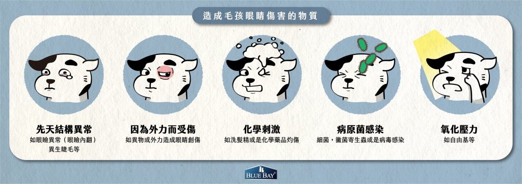 會造成犬貓眼睛傷害的物質