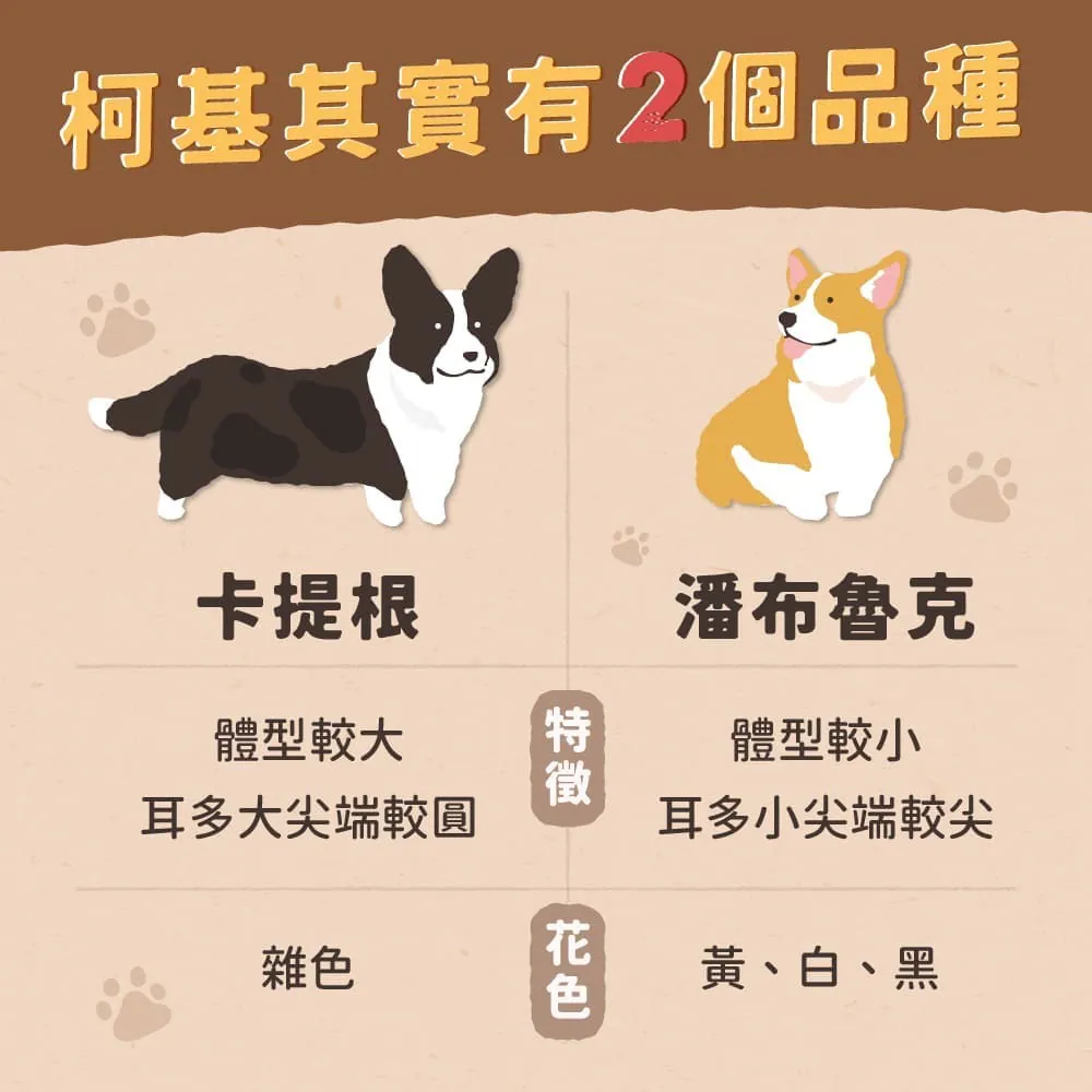其實柯基有兩種不同品種