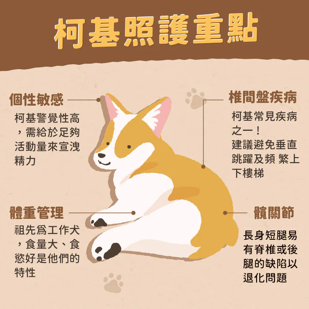 柯基的照顧重點