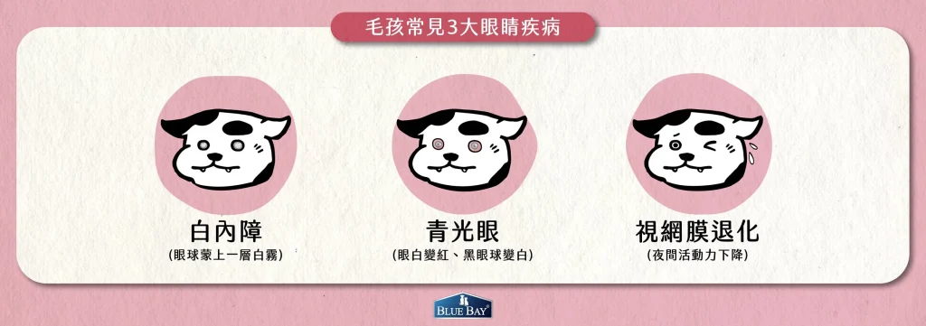 毛孩常見3大眼睛疾病