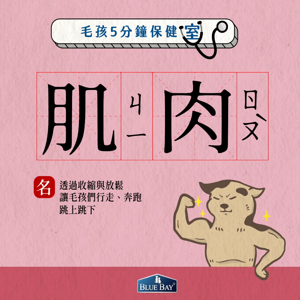 毛孩肌肉流失怎麼辦？選對蛋白質很重要！