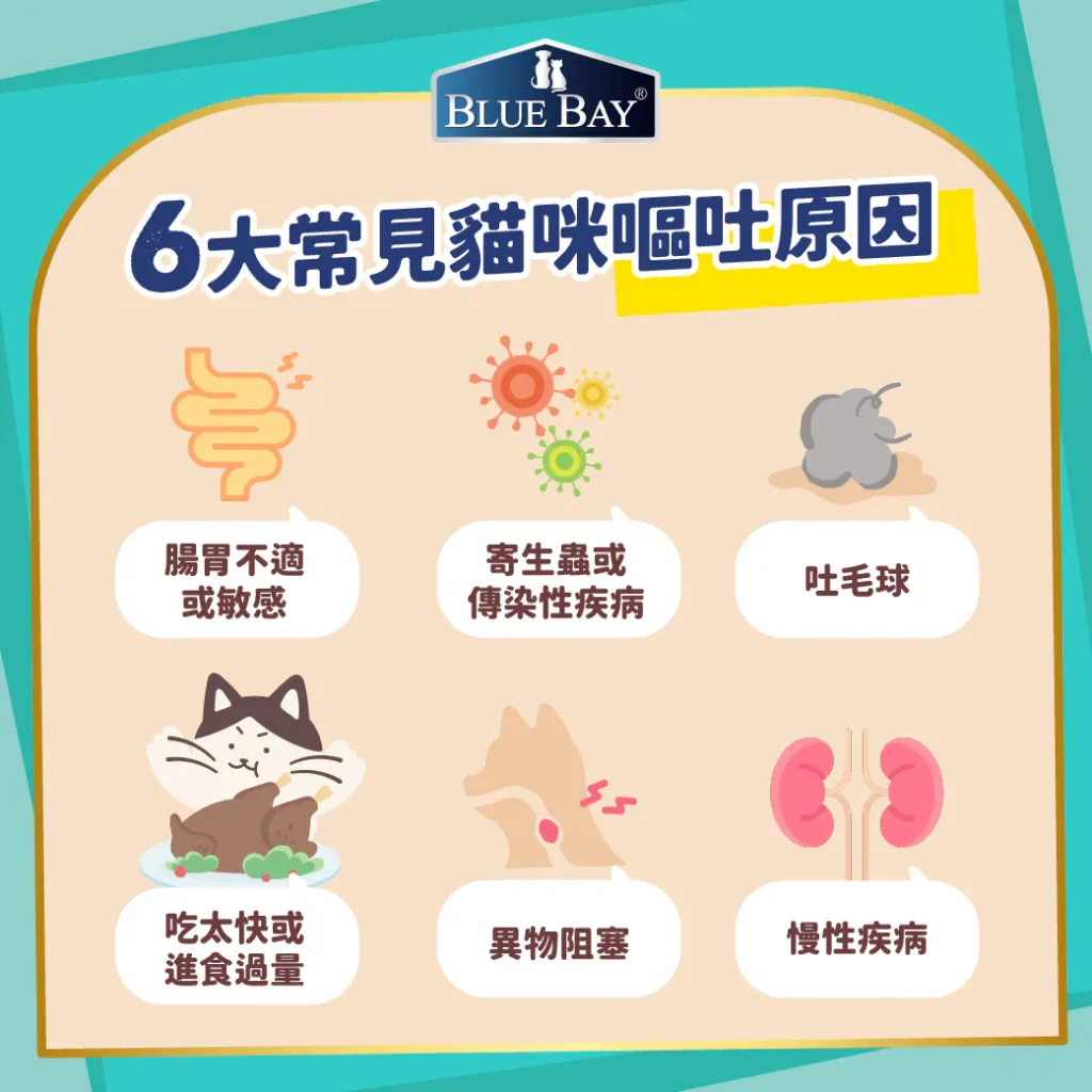 貓咪嘔吐的6大常見原因