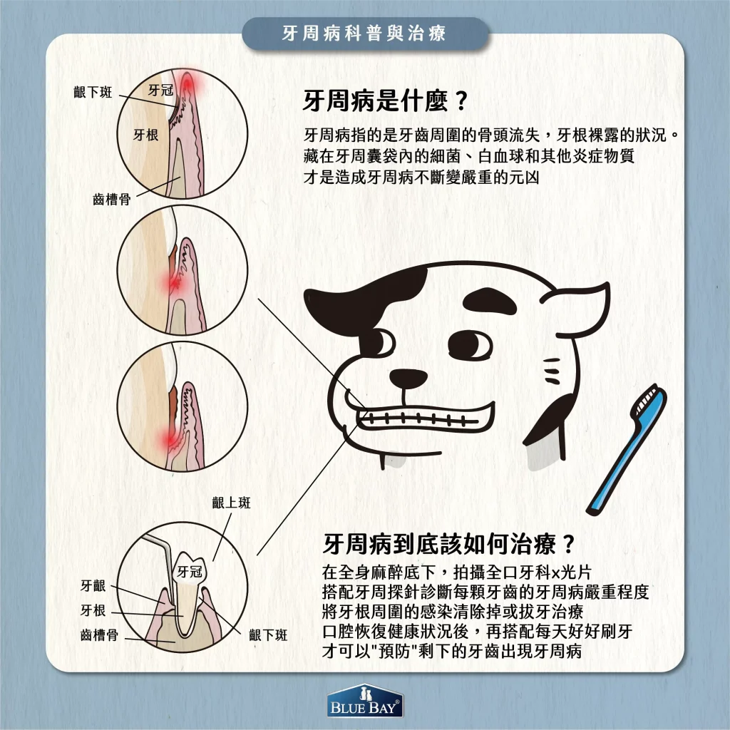 牙周病是什麼呢？