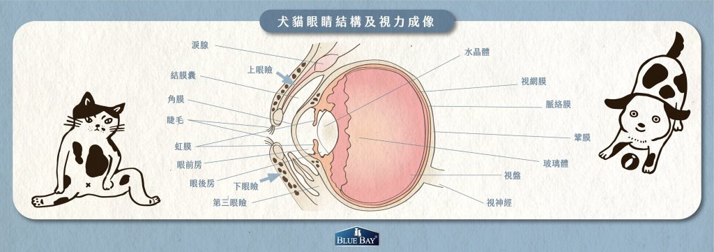 犬貓眼睛結構以及視力成像
