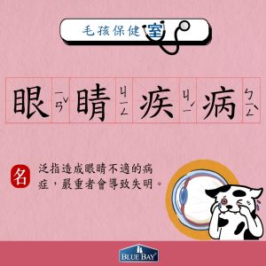 狗狗常見3大眼睛疾病，未及時注意恐失明