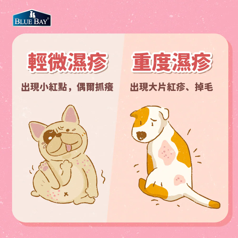 狗狗濕疹