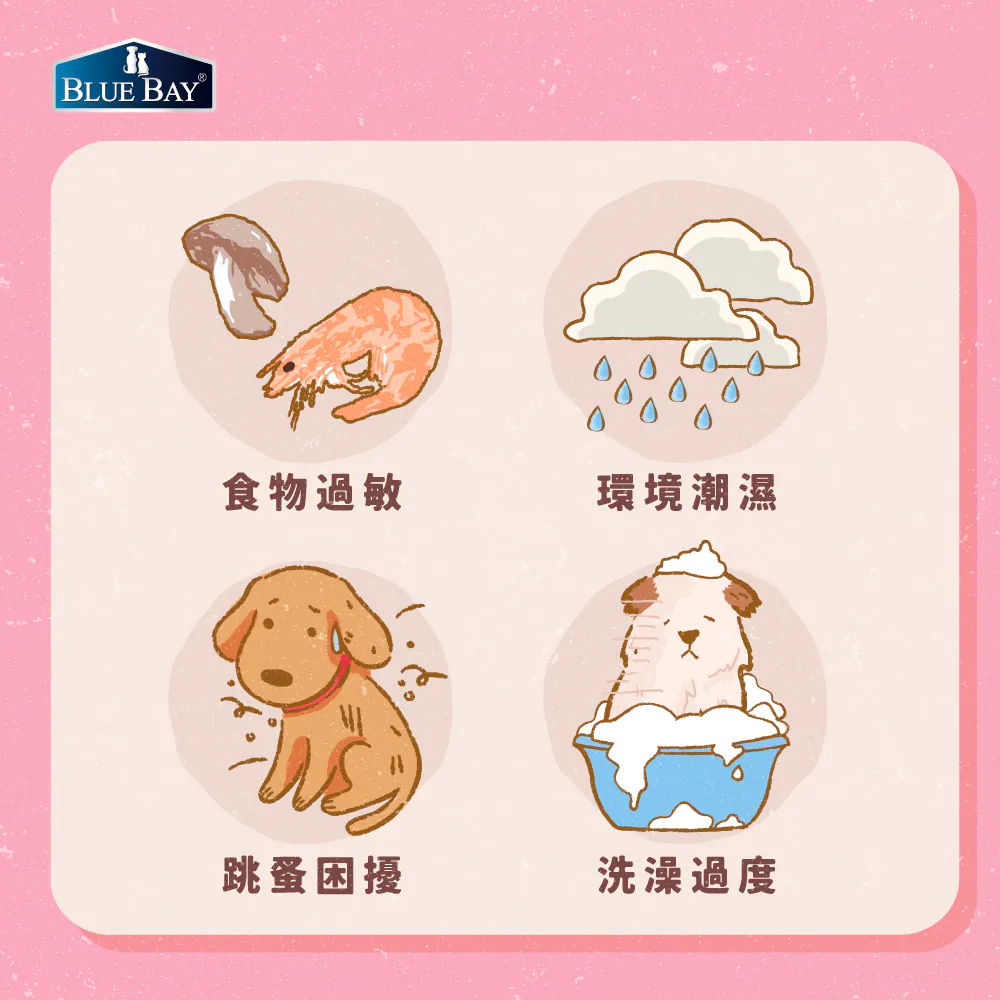 狗狗濕疹原因有哪些？除了過敏，這些你可能都忽略了