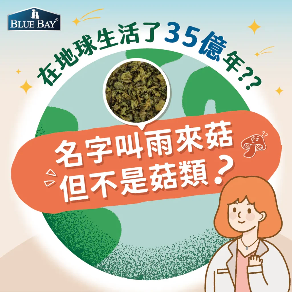 生活在地球35億年的雨來菇