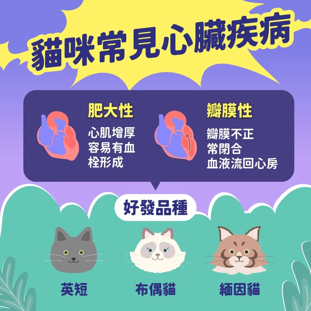 貓咪常見的心臟疾病