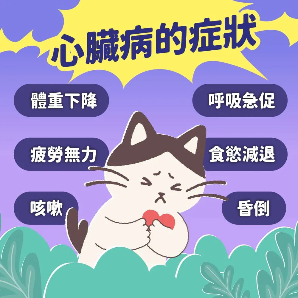 貓咪罹患心臟病的症狀