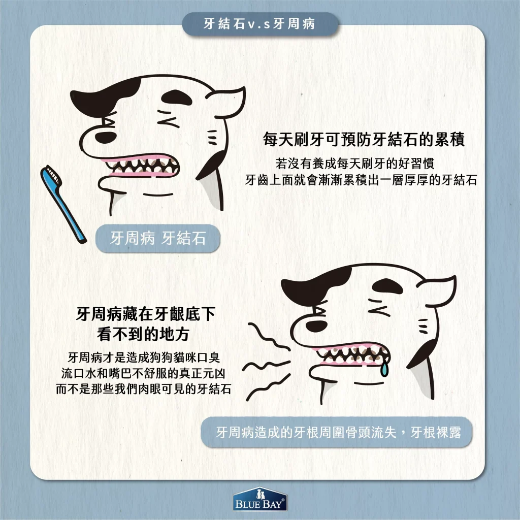 那是不是洗牙把牙結石清乾淨就好了？其實你該擔心的是牙周病