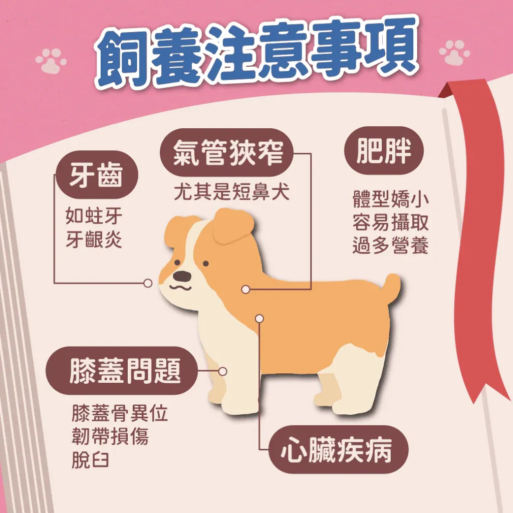 飼養小型犬注意事項