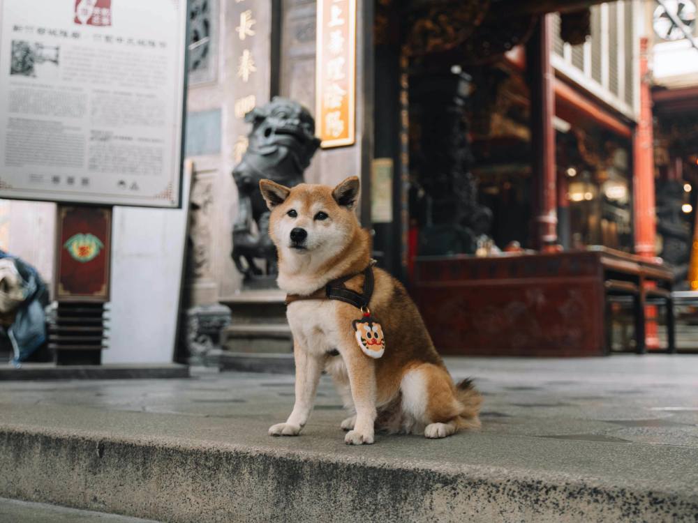 虎爺加持「毛孩平安符」太萌!寵物專屬只送不賣,有戴有保庇守護健康新年 虎爺加持「毛孩平安符」太萌!寵物專屬只送不賣,有戴有保庇守護健康新年