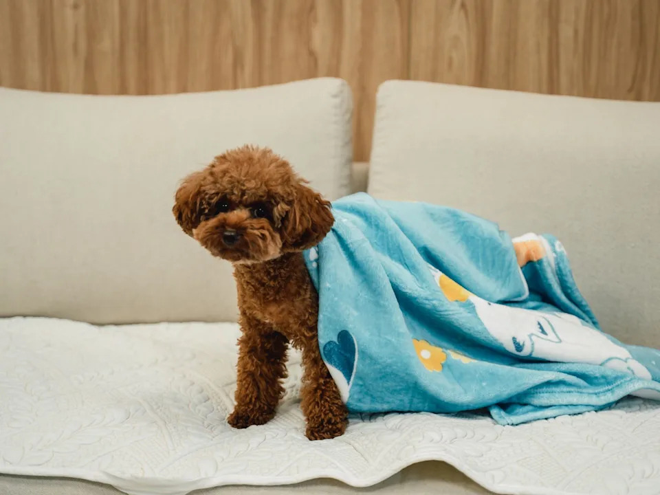 圖說：倍力寵物健康食品與台灣動物緊急救援小組（ARTT）首度合作，舉辦10月募糧活動，捐助金額滿2千元，贈送倍力品牌毛毯一條。