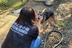 台灣動物緊急救援小組募糧 讓浪毛孩不挨餓 (1)