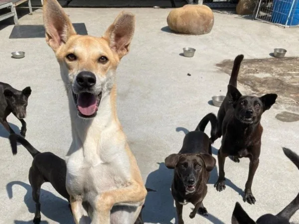 幸福狗流浪中途協會救援超過千隻流浪貓犬