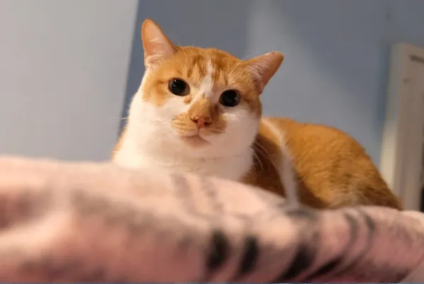 讓浪浪們遠離挨餓，爭取更好的明天