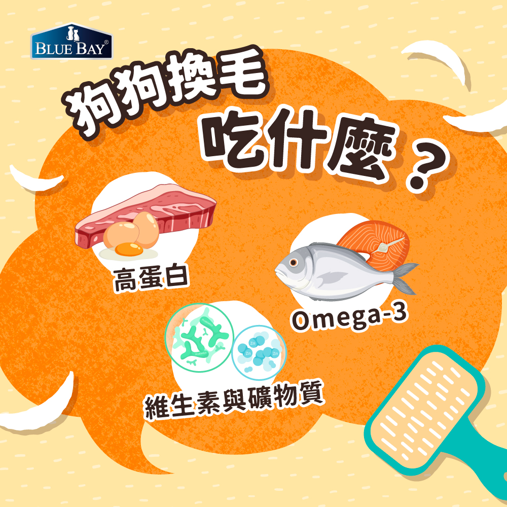 狗狗換毛季吃什麼?
