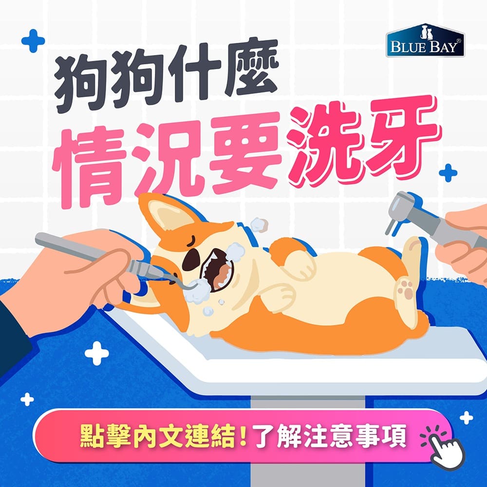 狗狗什麼情況要洗牙